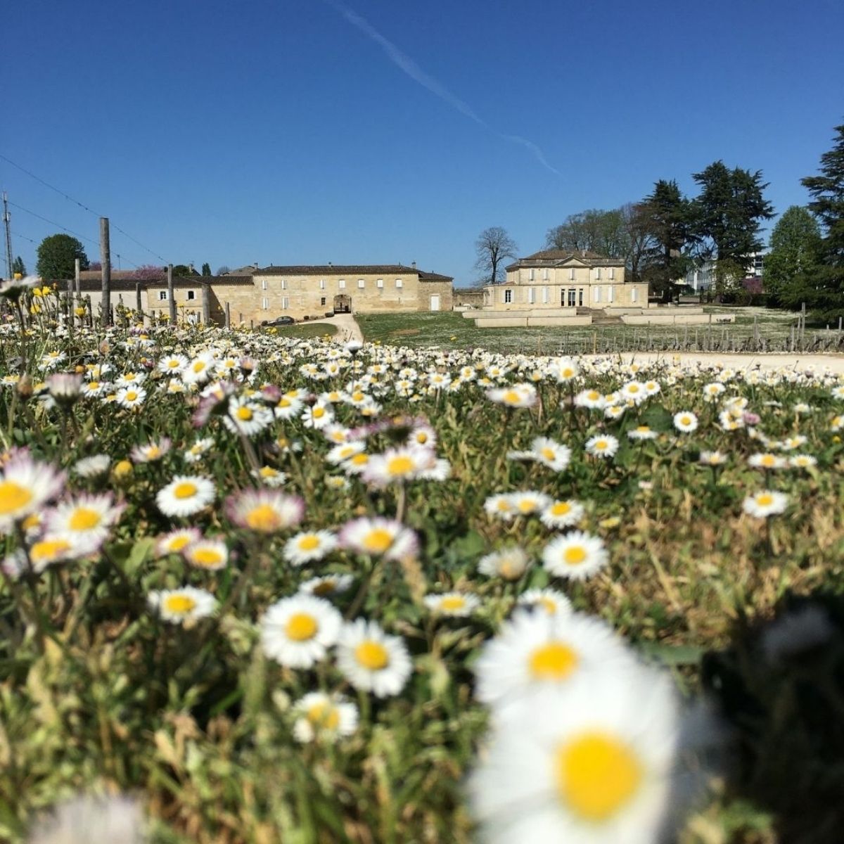 Château Haut-Piquat