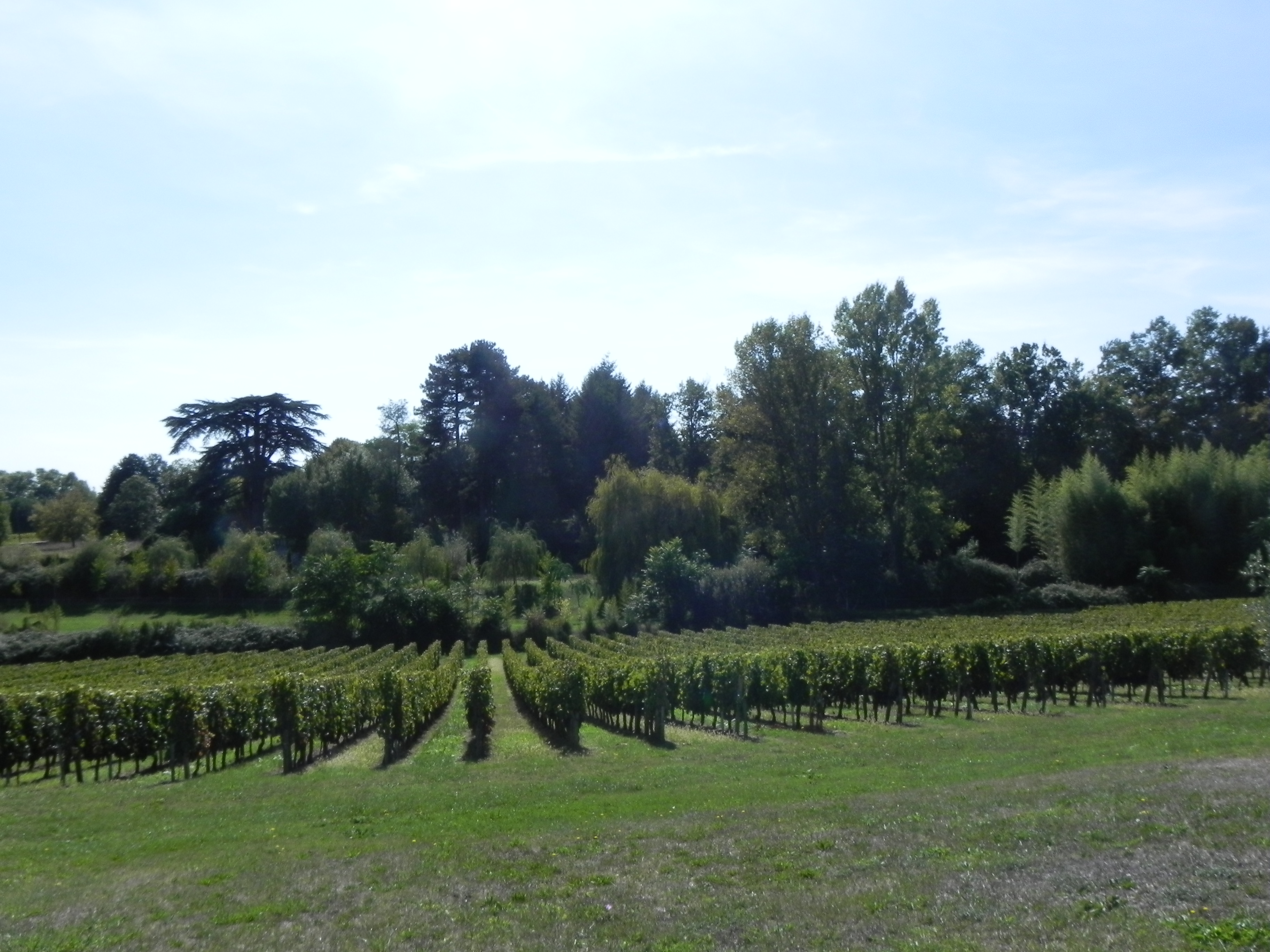 Château Haut Jamard