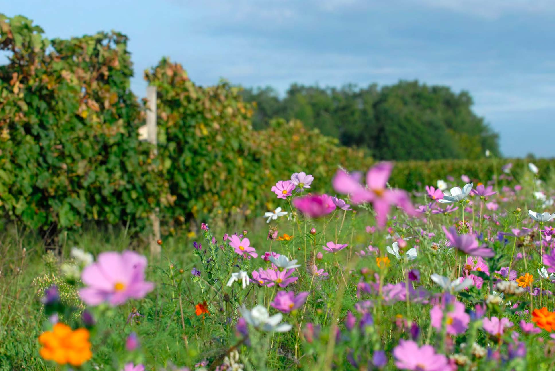 Château Moulin de Lagnet
