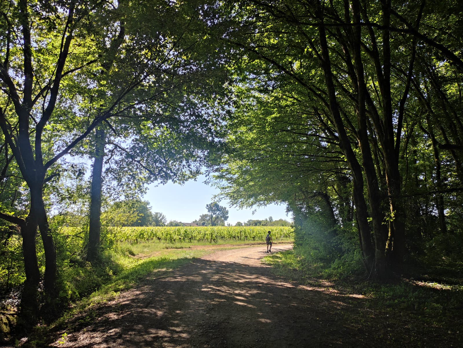 The Ronde des Vignobles in Fronsadais